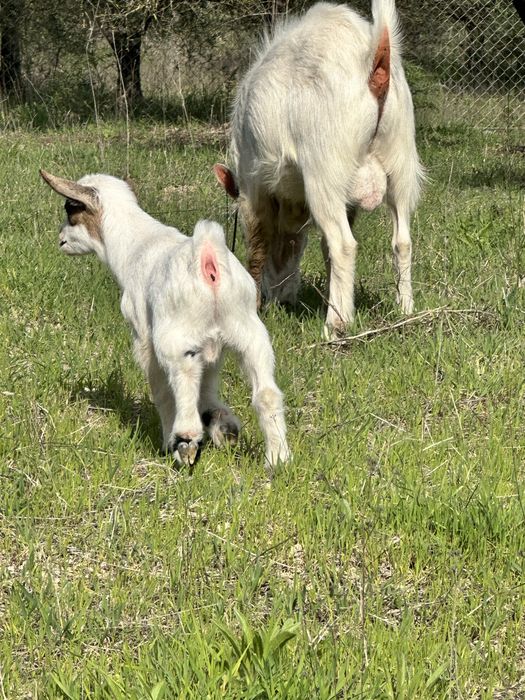 Cabrito Anao 05/03/2026