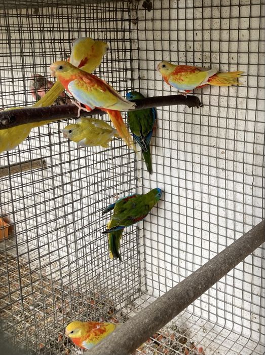 Neophema pulchella (turquoisines )