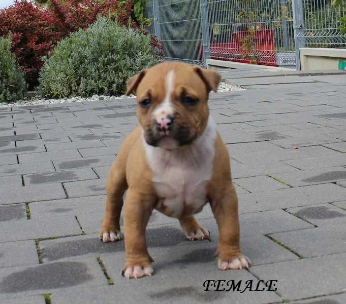 Amstaff szczeniak