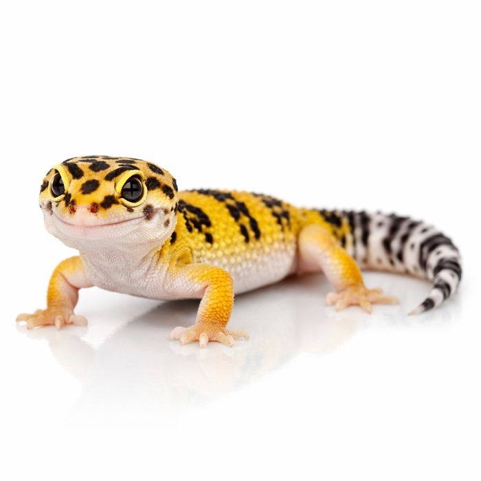 Gekon lamparci – pięknie wybarwiony młody osobnik | zdrowy | od ręki