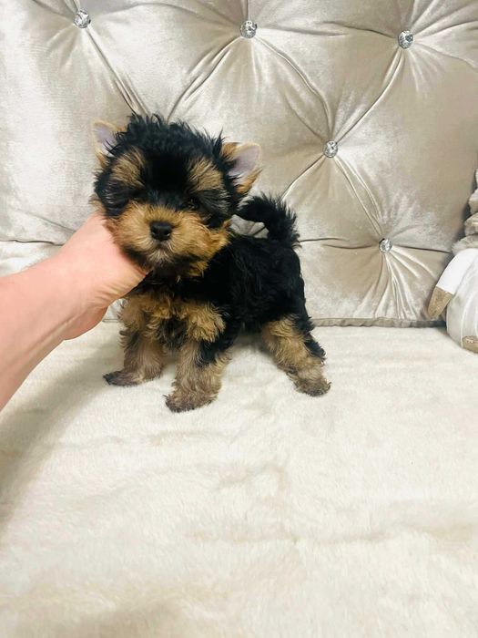 York Romek z Bajki. Cudny czarno-złoty z prawdziwym rodowodem.