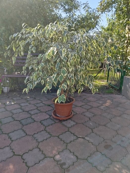 Продам фікус Бенджаміна.