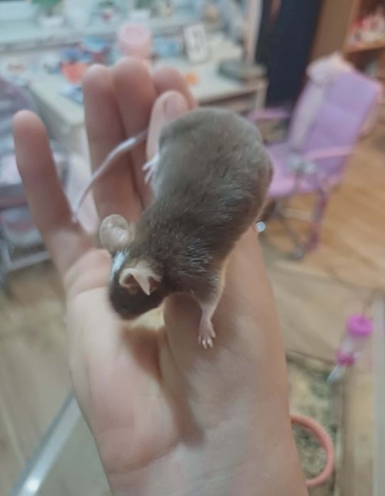 Oddam samiczki myszy