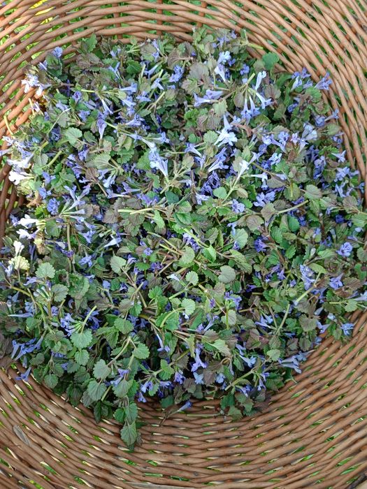 Bluszczyk kurdybanek