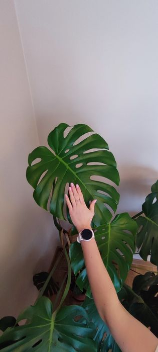 Monstera - 1.6 m wysokość - gęste liście