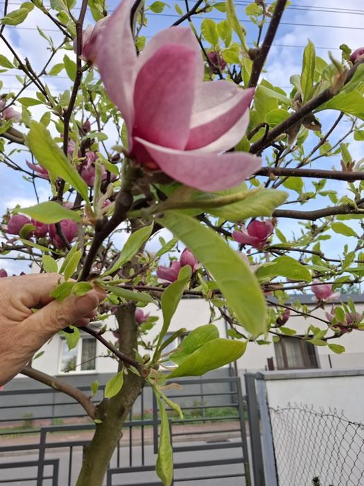 Byliny z własnego ogrodu