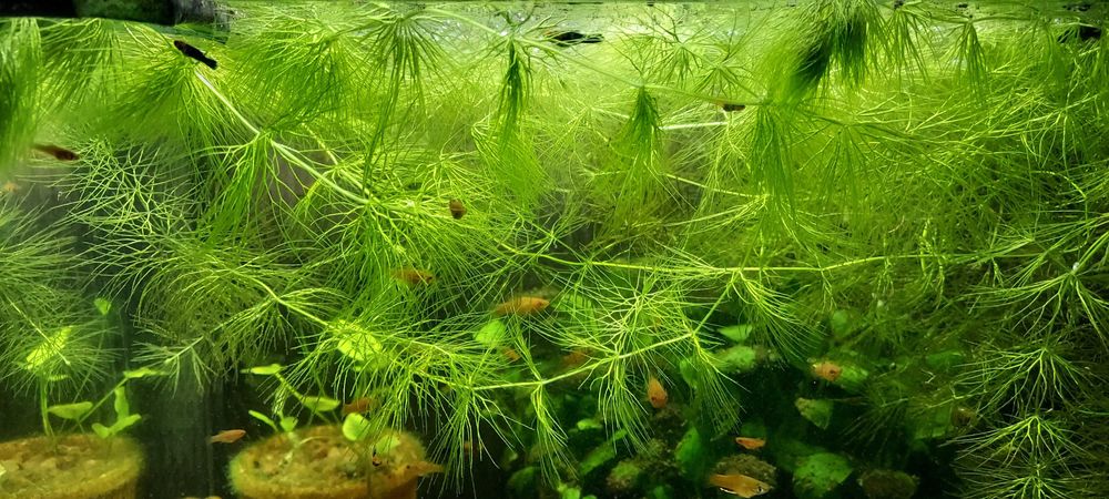 Rogatek - roślina akwariowa.