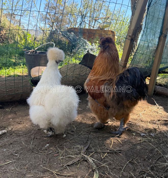 Ovos férteis e pintos de raça