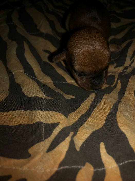 Такса цуцики щенята собака