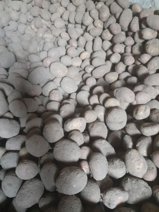 Продам картоплю домашню велику без хімії Бела роса та Тайфун 1 тона