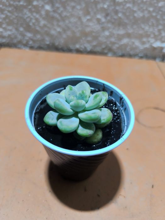 Suculentas 2 por 1 euro