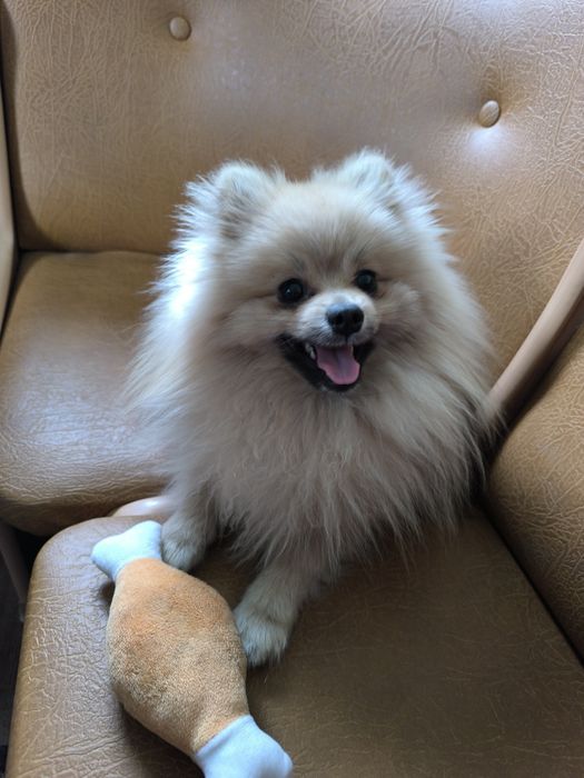 Шпіц шукає наречену, розв'язаний, гарне потомство