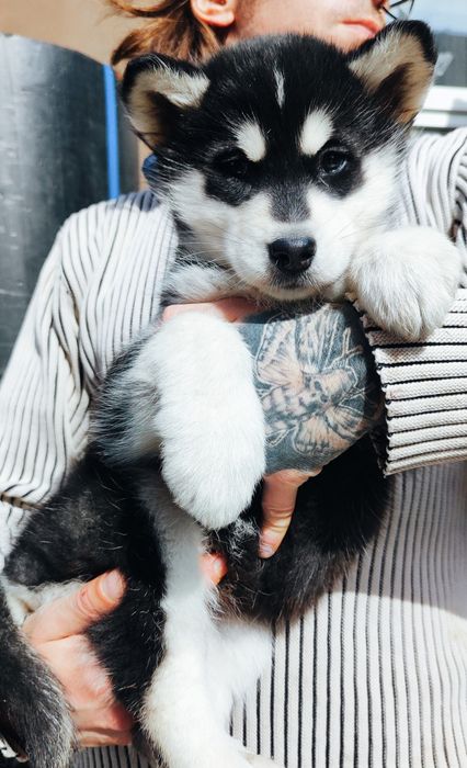 Дівчинка черно білого кольору