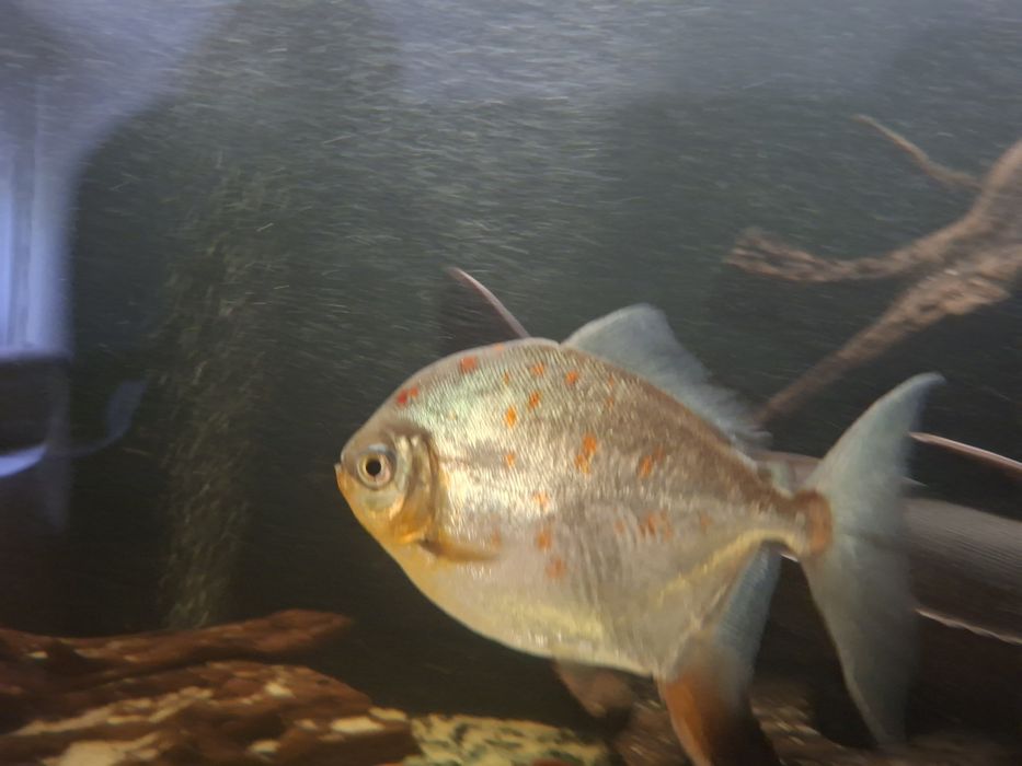 Ryba płaskobok myloplus rubriprinnis