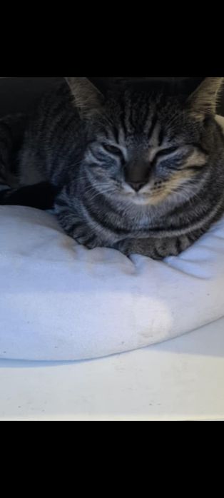 Oddam kotka w dobre ręce