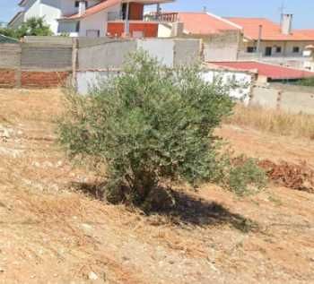 Oliveira para transplante