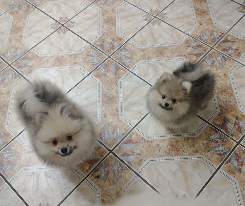 Chłopak Szpiciniaturoey pomeranian