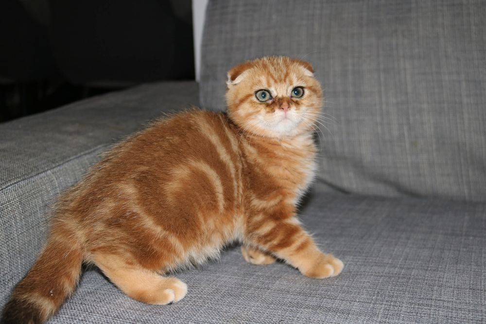 Uma gatinha scottish  fold golden