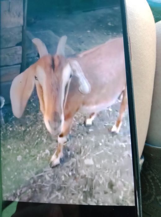 Хорошая козочка ищет дом