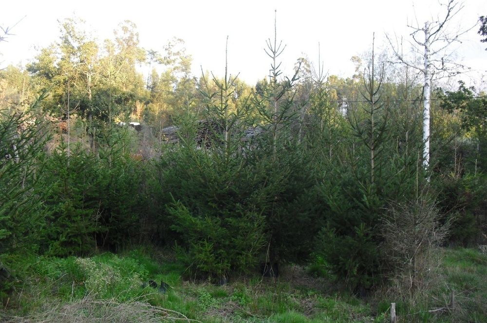 Tenho 4 pinheiros diferentes de natal ou jardim