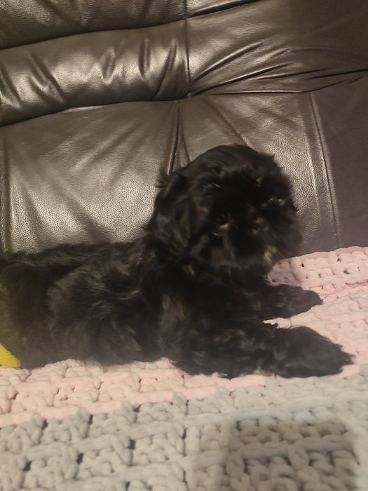 Suczka shihtzu czarna