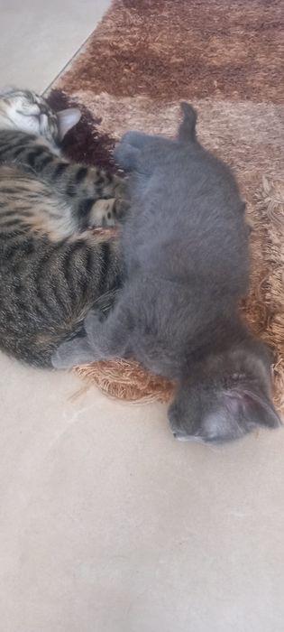 Gatinha cinza para doar