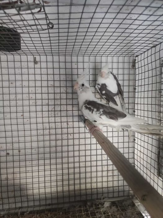 Casal Caturras Brancas Reprodutor
