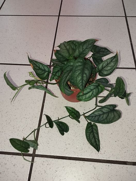 Monstera siltepecana w doniczce.