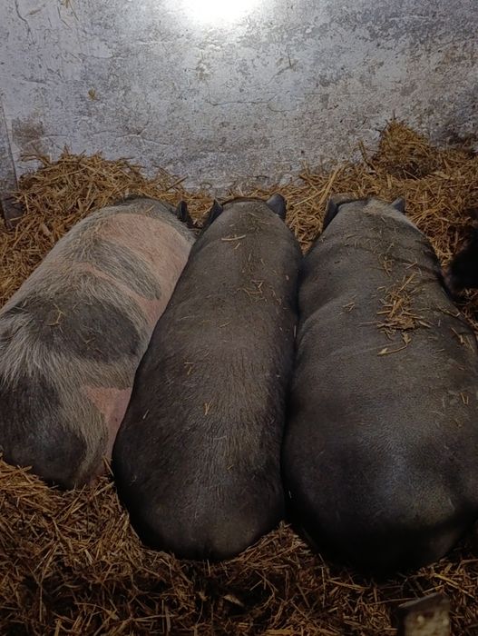 Продам в'єтнамські свині