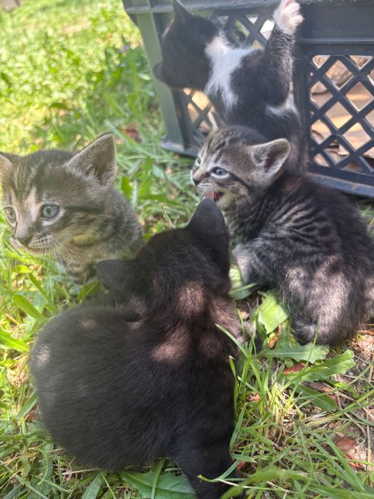 4 gatinhos para adoção