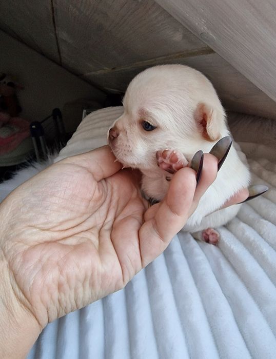 Beżowy piesek Chihuahua