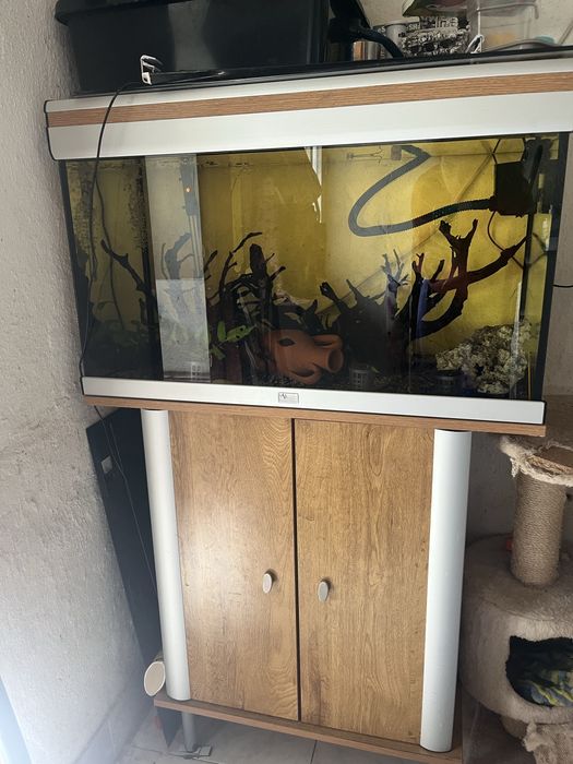 Aquario com Ancistrus Gold