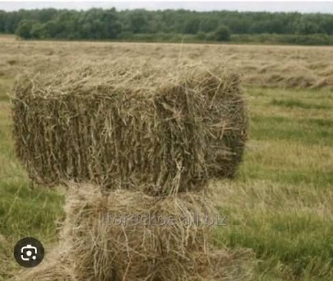 Продам тюковане сіно (свіжий покос 2026)