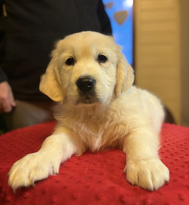 Piesek Golden Retriever ZKwP FCI