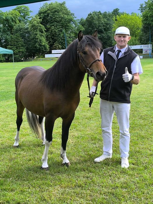 Dwuletni ogier huculski hucuł ogierek hc huculska