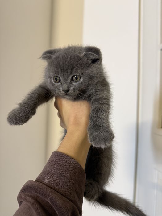 Котенята британці