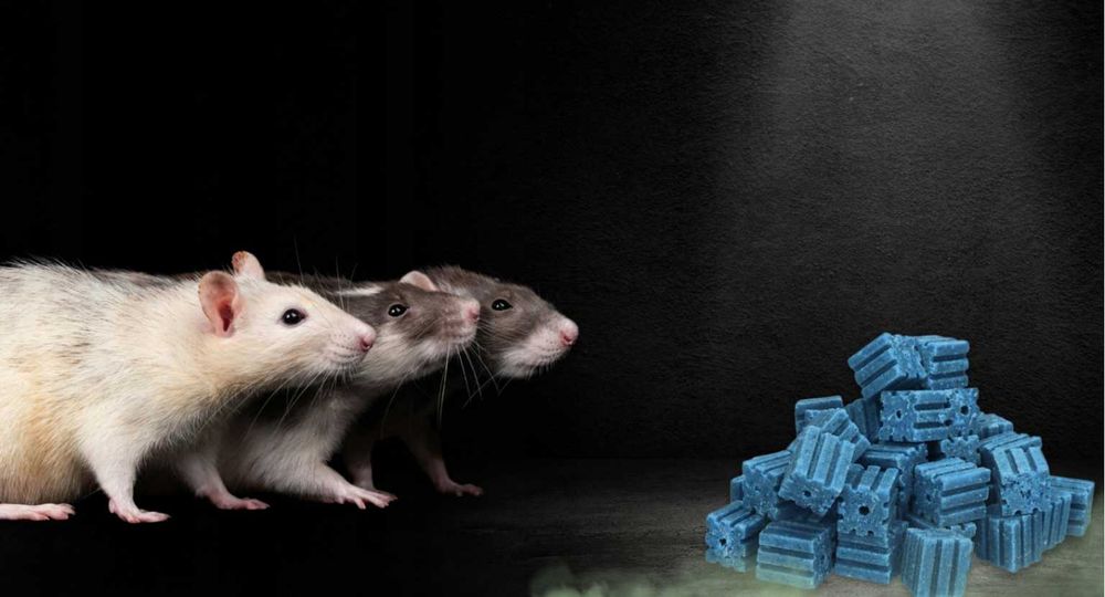 3KG Trucizna dla Szczurów - BARDZO MOCNA!!