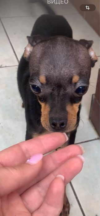 Элегантная Брюнеточка тойя