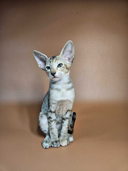 Ориентальный котенок девочка Nevada