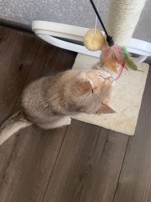 Котик британець короткошерстий