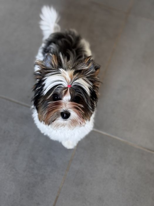 ‼️ Бивер  и́орк милый малыш