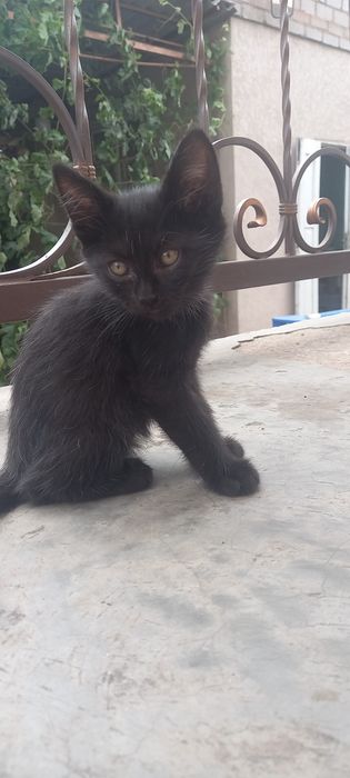 Кошенята шукають свою родину