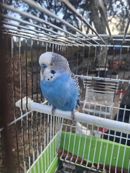 Vendo piriquitos australianos -cor azul