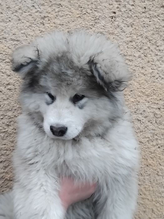 Продам Маламут5000гр