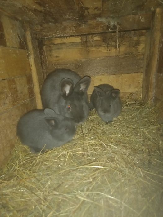 Króliki kilka ras młode i dorosłe