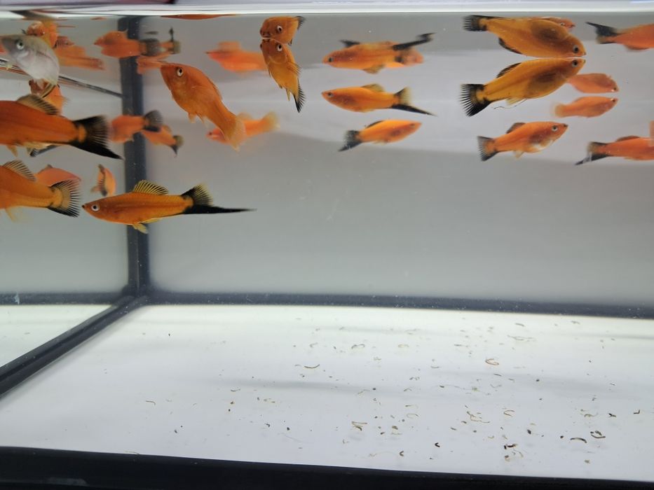 Sprzedam mieczyki czerwone i zielone hellera