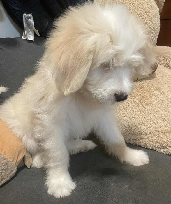 Barbado da Terceira macho