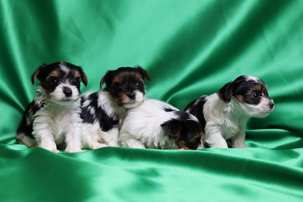 Міні бівер йорки