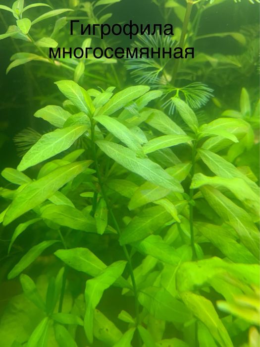 Растения для аквариума