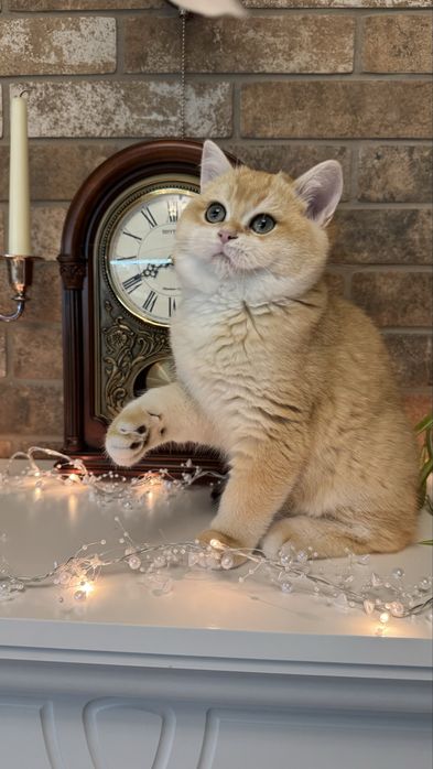 Золота шиншила котики